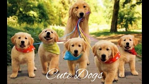 Cute Dogs HD