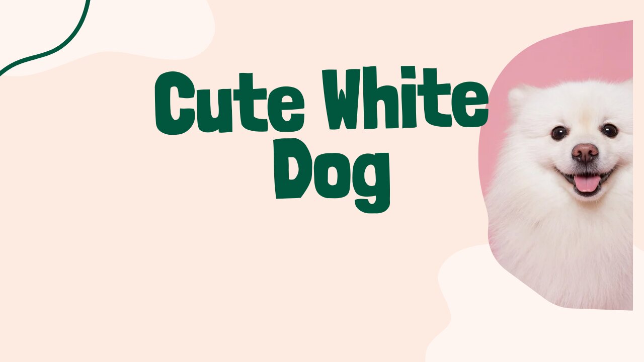 Cute white dog