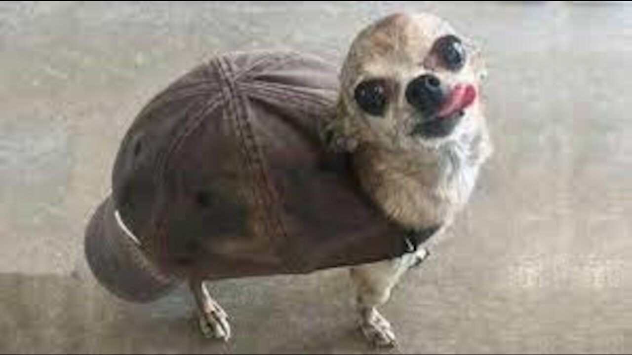 Best Cute and Funny Pets Compilation
