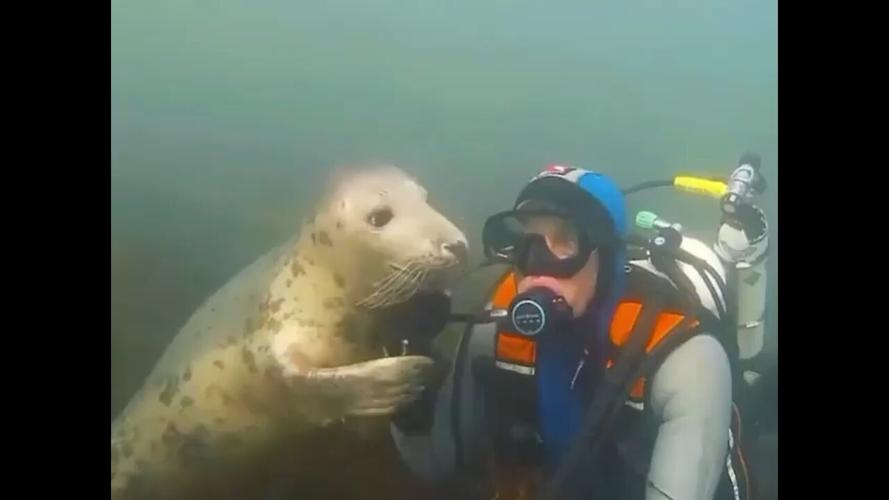 Seals are real sea puppies for divers!