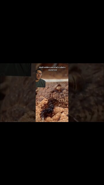 Death Adders strike faster than you can blink