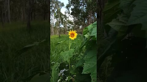 A Sunflower has come up in one of the paddocks, from seeds the birds hadn't eaten 19th April 2023