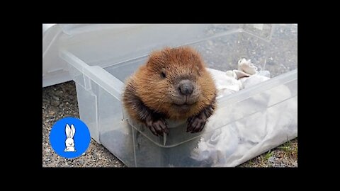 Baby Beavers - CUTEST Compilation