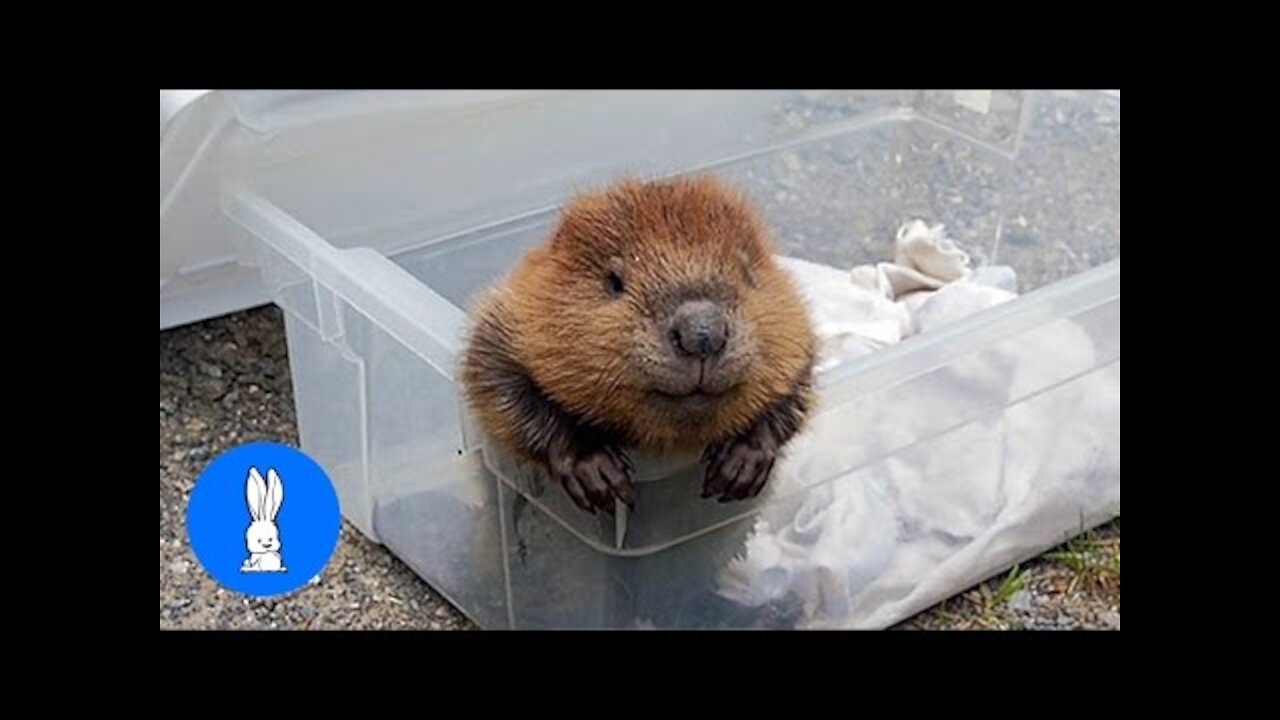 Baby Beavers - CUTEST Compilation