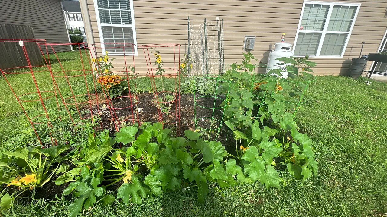 Jackie’s Garden Update Week 4 with Large Squash Vine Borers😮😬