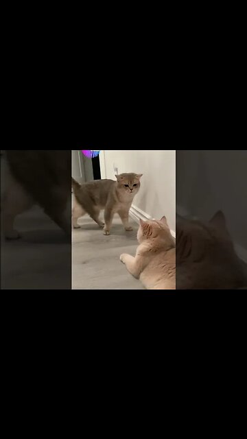 Pets Engraçados#Pets #videosengraçados #fyp