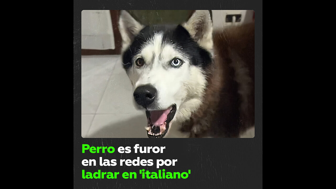 Perro husky con acento italiano causa sensación en redes