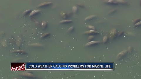 Marine life struggles in cold water off Florida's coast