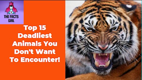 Top 15 Deadliest Animals You Don't Want To Encounter!