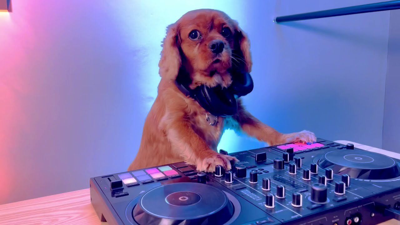 Watch the cutest funniest Dog Dj - that's until the cat walks in LOL (really funny}