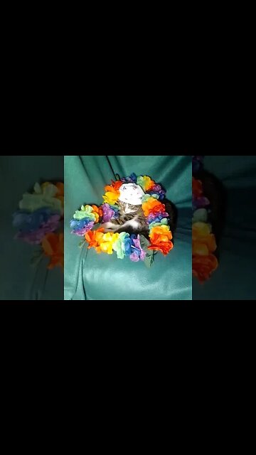 This Cat Tried to Hide #shorts