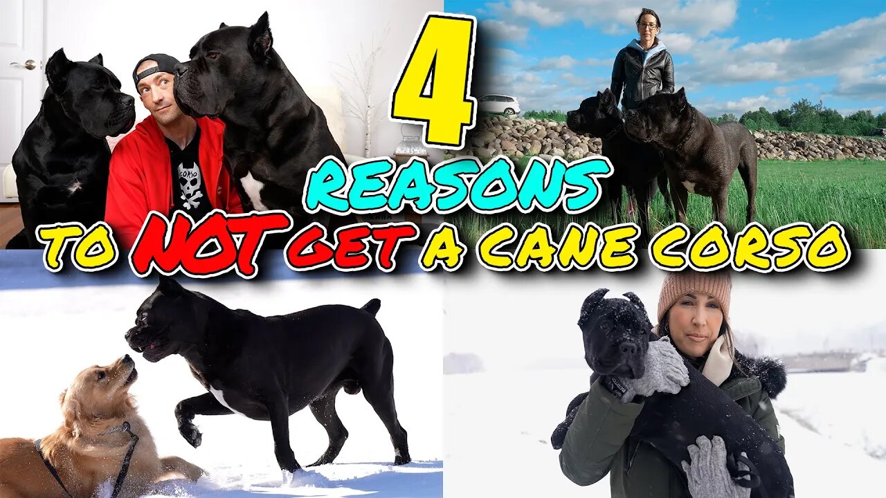 4 Reasons To Consider NOT Getting a Cane Corso