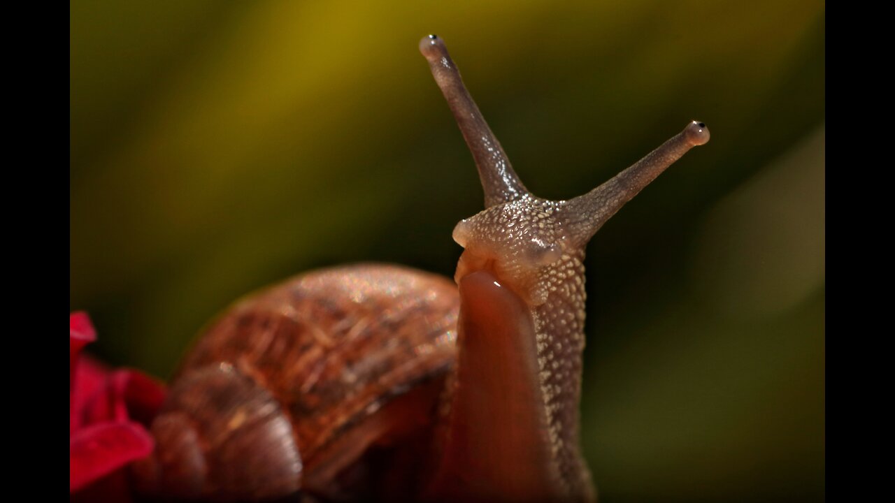 Snails, some eat them, some kill them, I admire them.