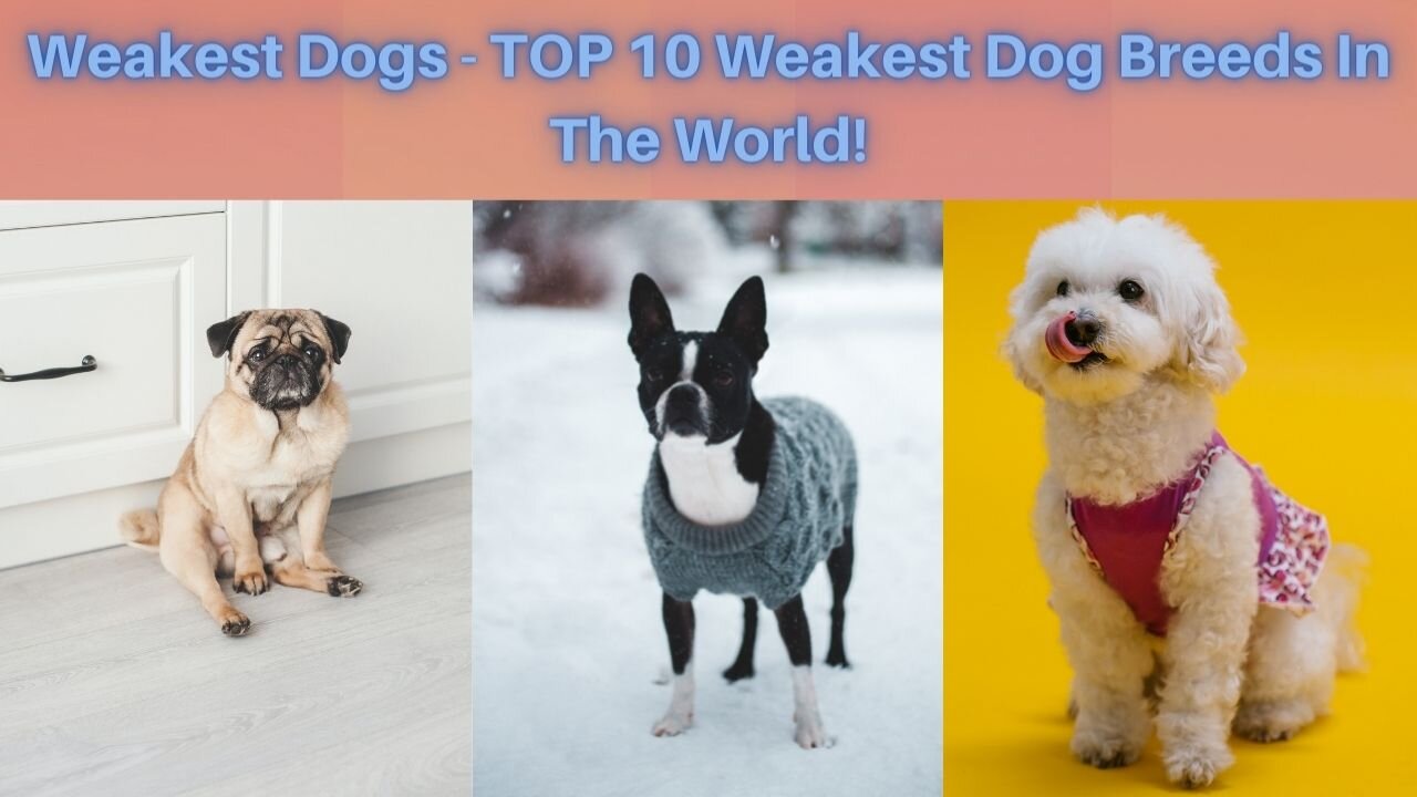 🐕 Weakest Dogs - TOP 10 Weakest Dog Breeds In The World!