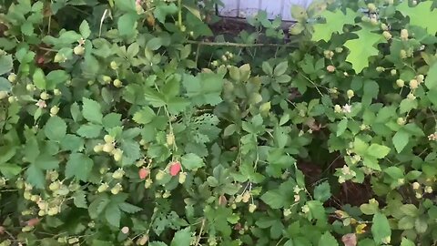 Update on 2022 Blackberry crop - Raleigh Jones