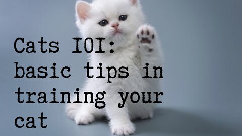 Cats 101: basic training tips for your cats
