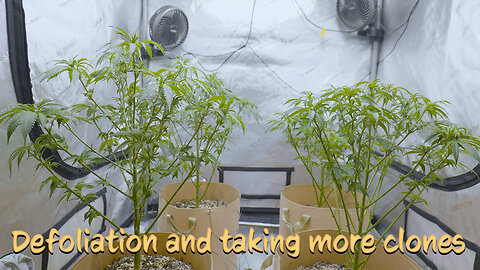 Defoliation and taking more clones