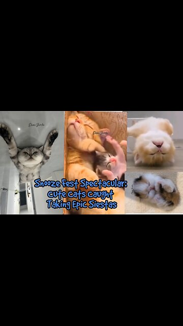 Snooze Fest Spectacular: Cute Cats Caught Taking Epic Siestas