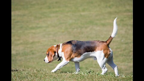 Dog training video 2022 ' how to training dog