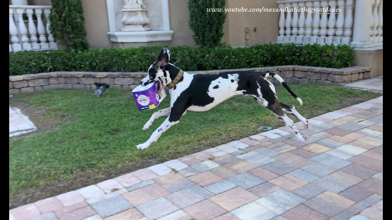 Great Dane loves delivering groceries to the house