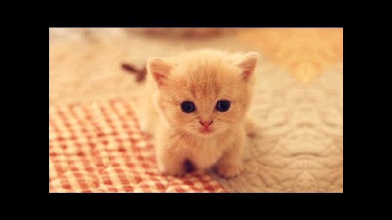 Fun Moments of Cats Compilation 2°