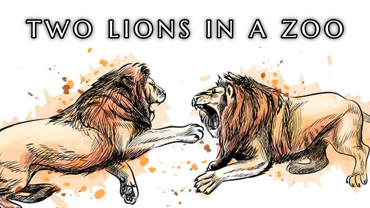 The 2 Lions In The Zoo