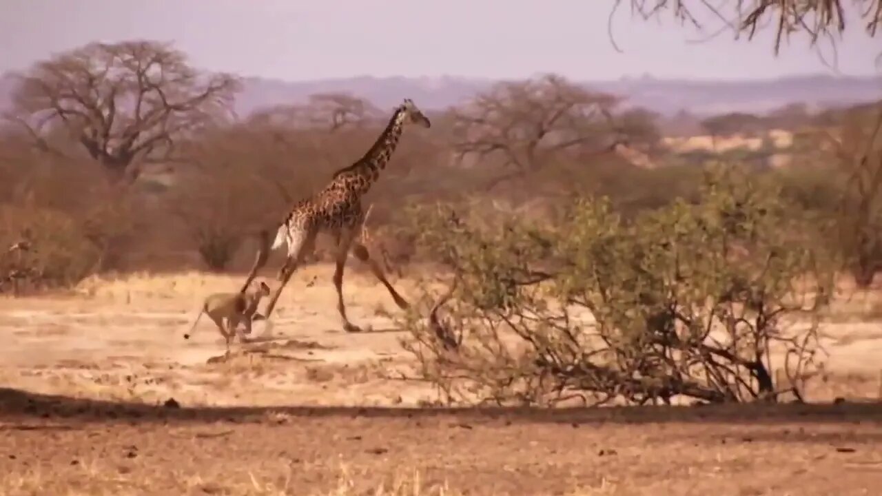 Mother Giraffe Kick Broken Lion Head Who Try To Eat Her Baby, Harsh Life of Wild Animals-1