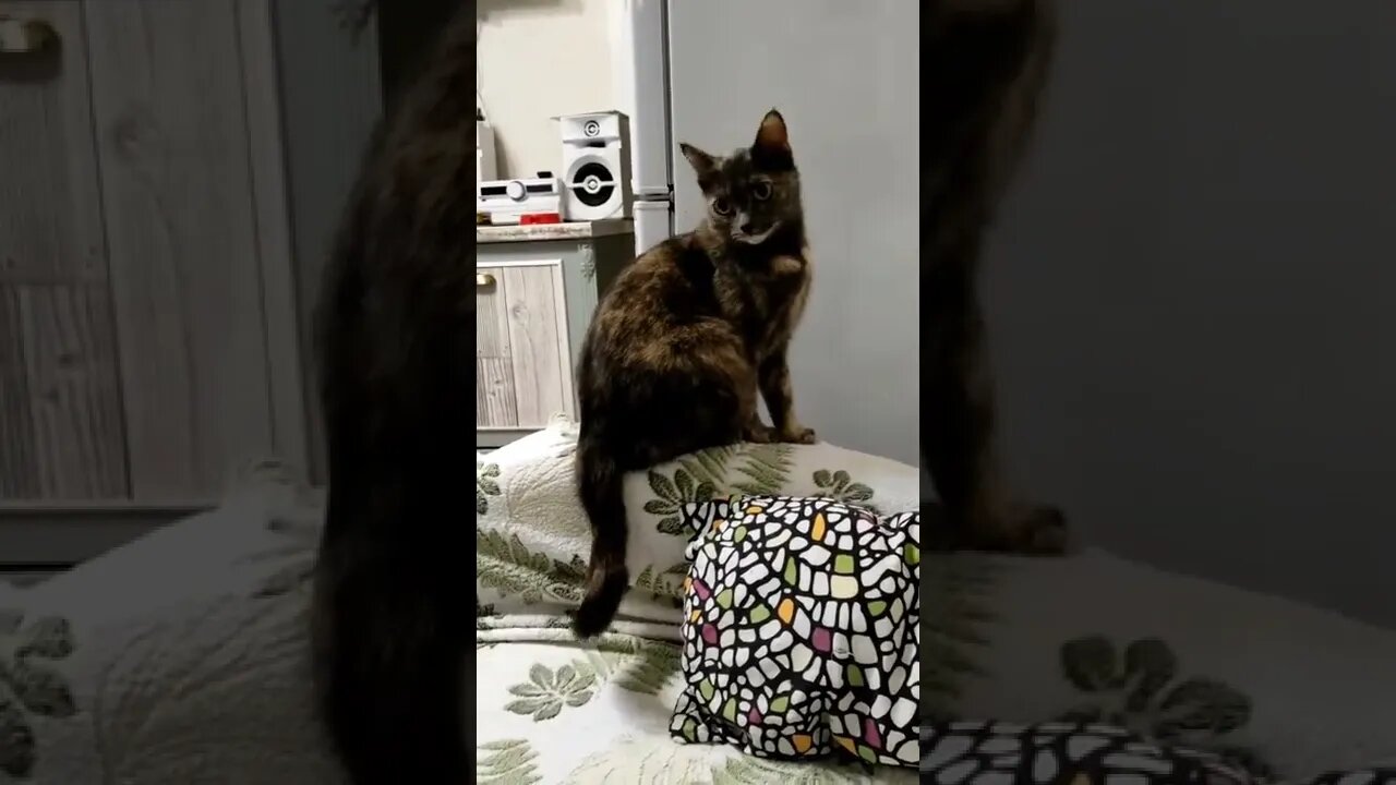 коты смешное видео с озвучкой 🤣