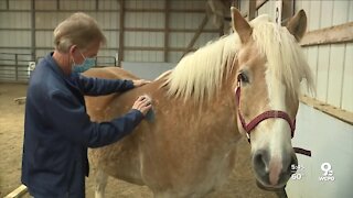 St. Elizabeth's employees enjoy horsing around