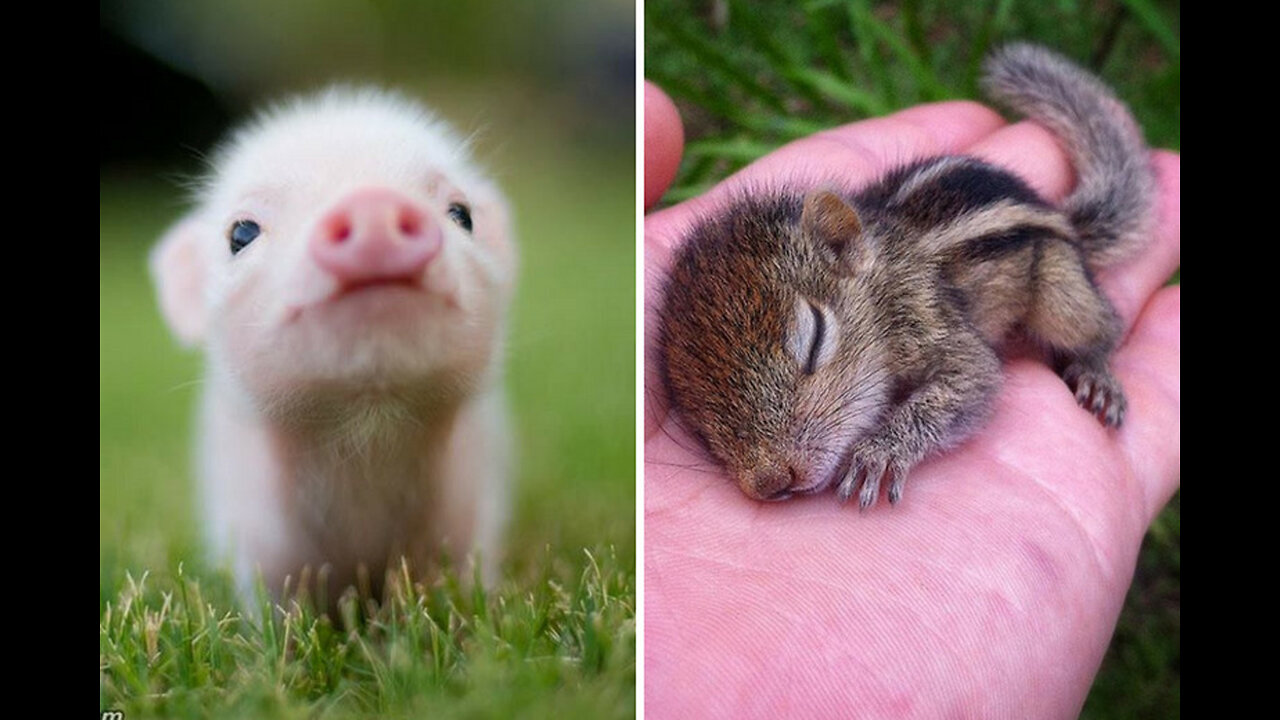 Cutest baby animal that will leave you do aww