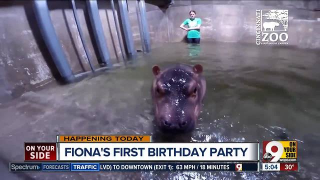 It's Fiona the hippo's first birthday!