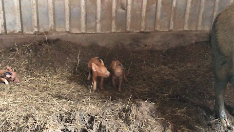 Piggy playtime