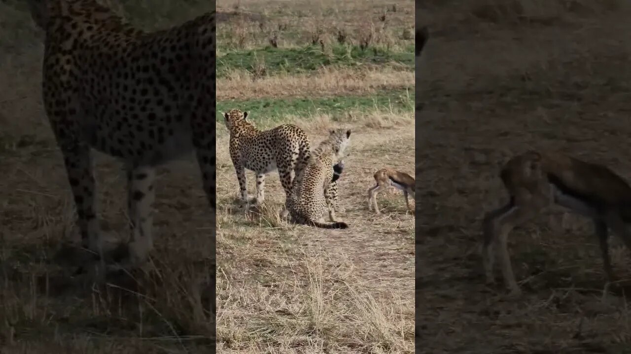 Cheetah Lessons #shorts