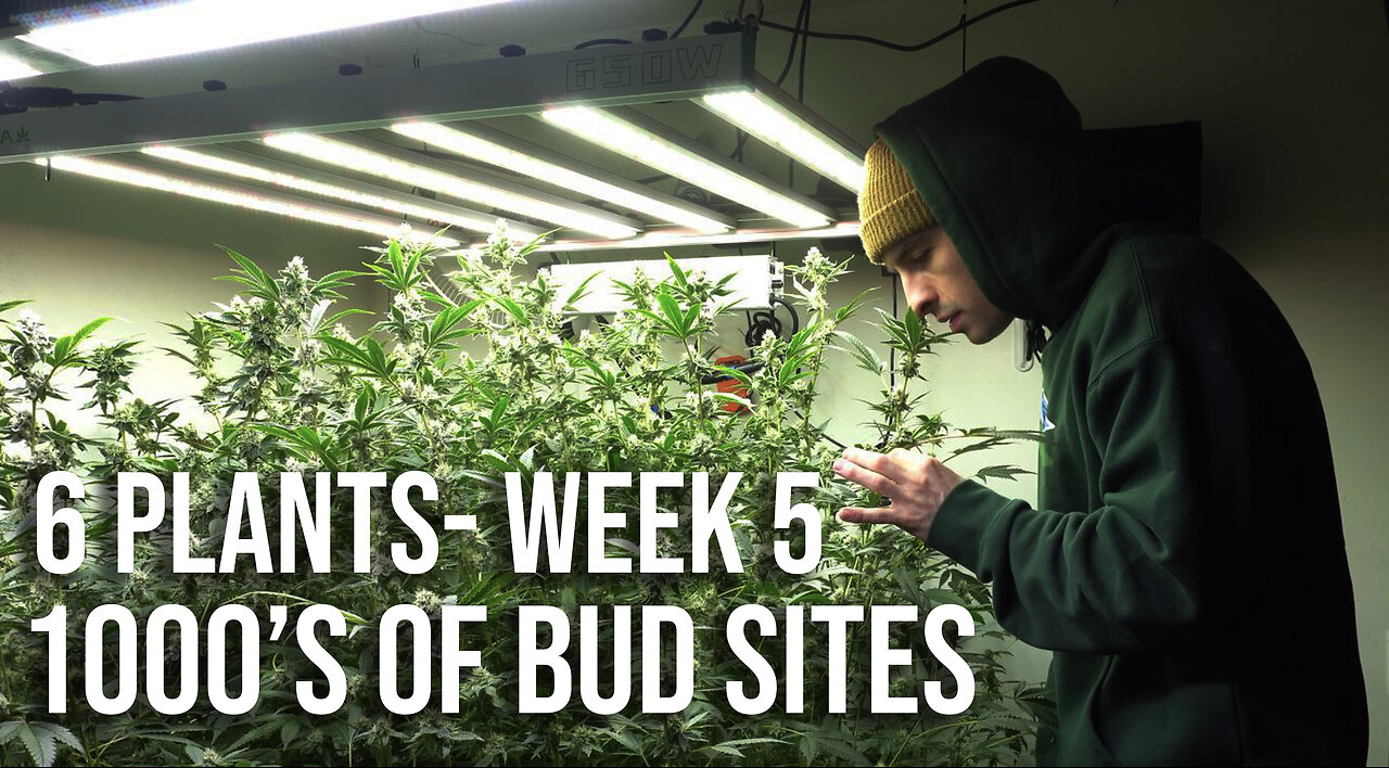 Ideal VPD For Huge Yields - RDWC Grow - Week 5 Update