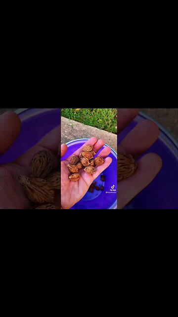 PEACH TREE FROM SEED!!