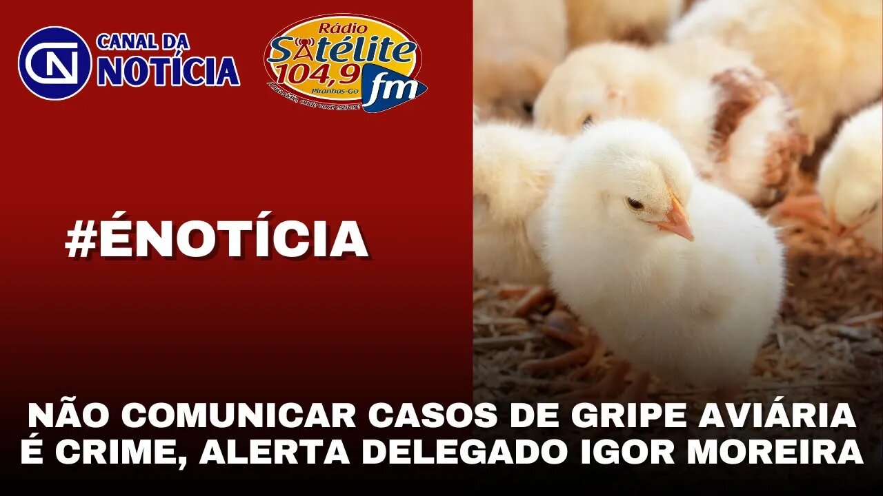 NÃO COMUNICAR CASOS DE GRIPE AVIÁRIA É CRIME, ALERTA DELEGADO IGOR MOREIRA