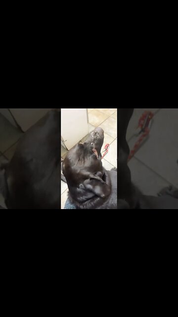 Clowning at Vet follow up for #labrador #ACL surgery. #shorts #shortsvideo