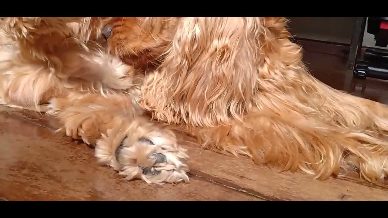 #dogsgow , #animals , #dogs