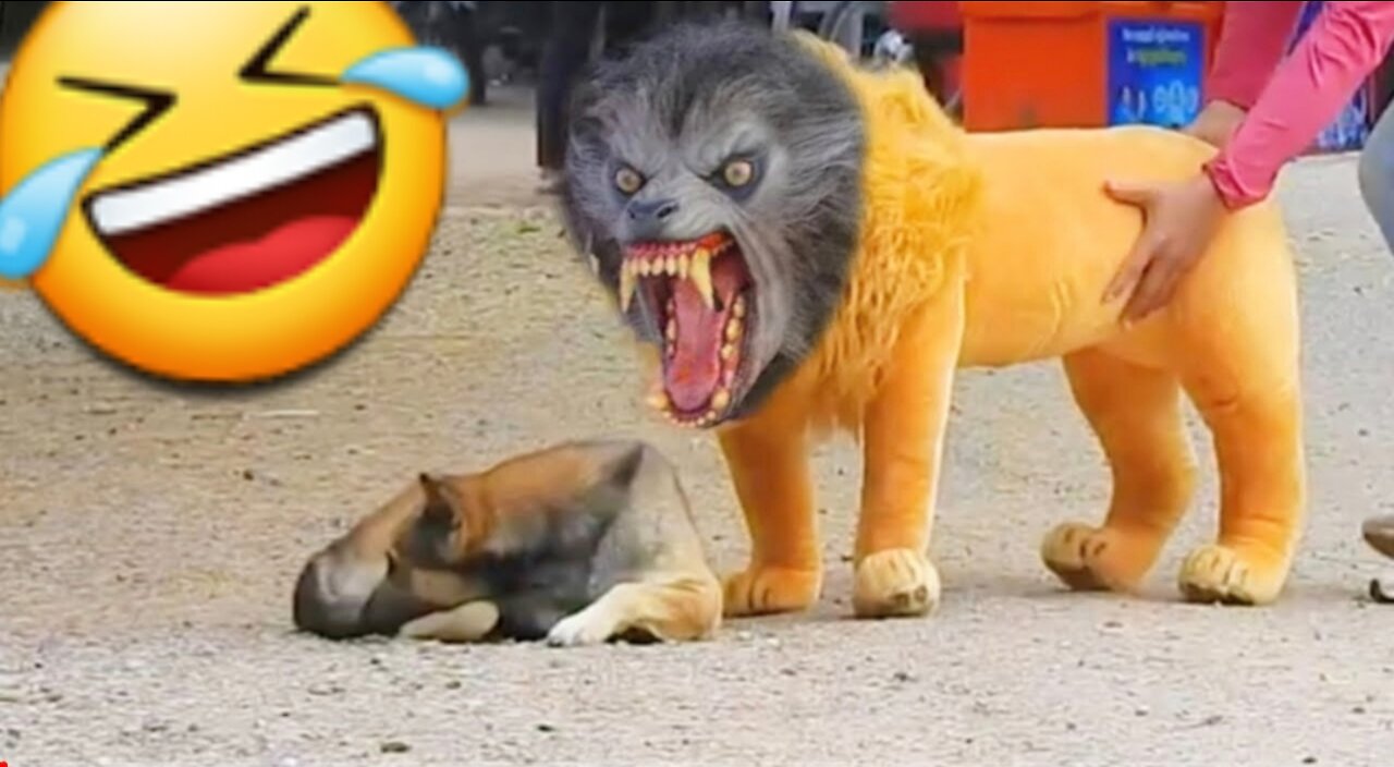 Fake Lion And Fake Tiger Prank To Dog | Funny Animals Videos |Funny Dog Videos