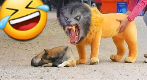 Fake Lion And Fake Tiger Prank To Dog | Funny Animals Videos |Funny Dog Videos