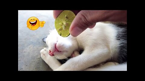 DOGS AND CATS - CUTE AND FUNNY ANIMALS PLAYING - cute kittens at home