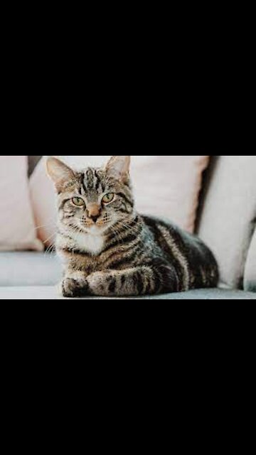 Lovely and Funny Animals Cute Kittens and Funny Cat