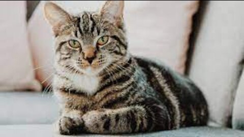 Lovely and Funny Animals Cute Kittens and Funny Cat