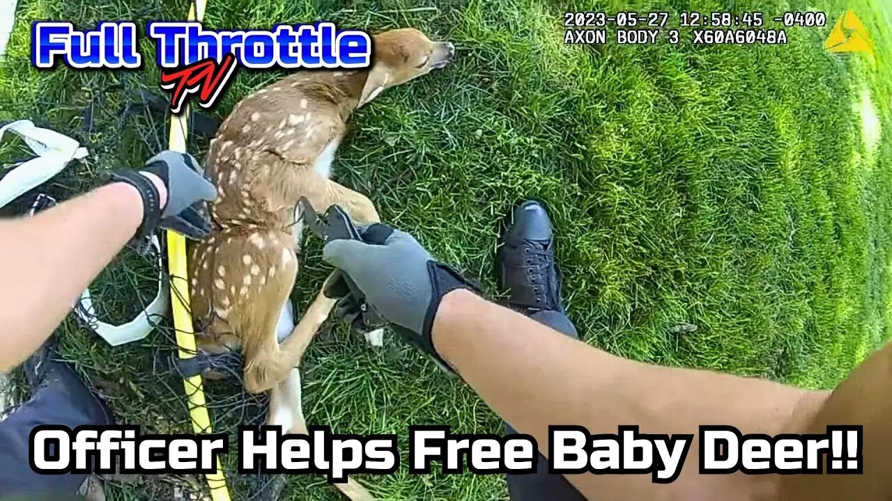 Officer Helps Free Baby Deer!