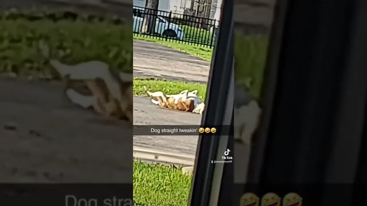 Dog Straight Tweeking