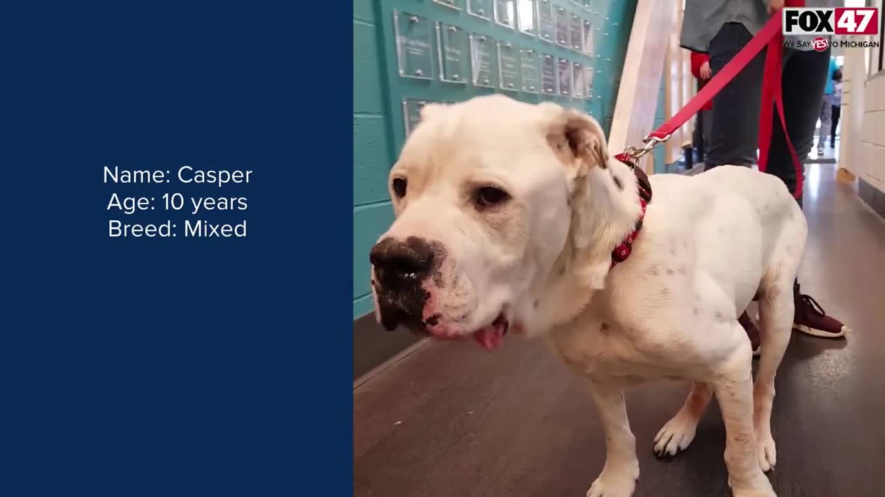 FOX Finders Pet Finder - Meet Casper