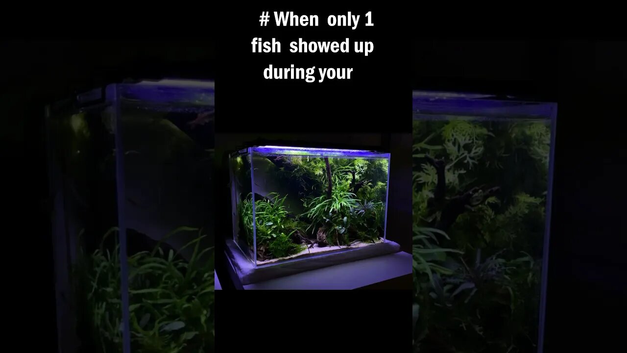 Nature aquarium therapy #plantbased #plants #plantedtank #aquarium #fish #planted #aquariumgardens