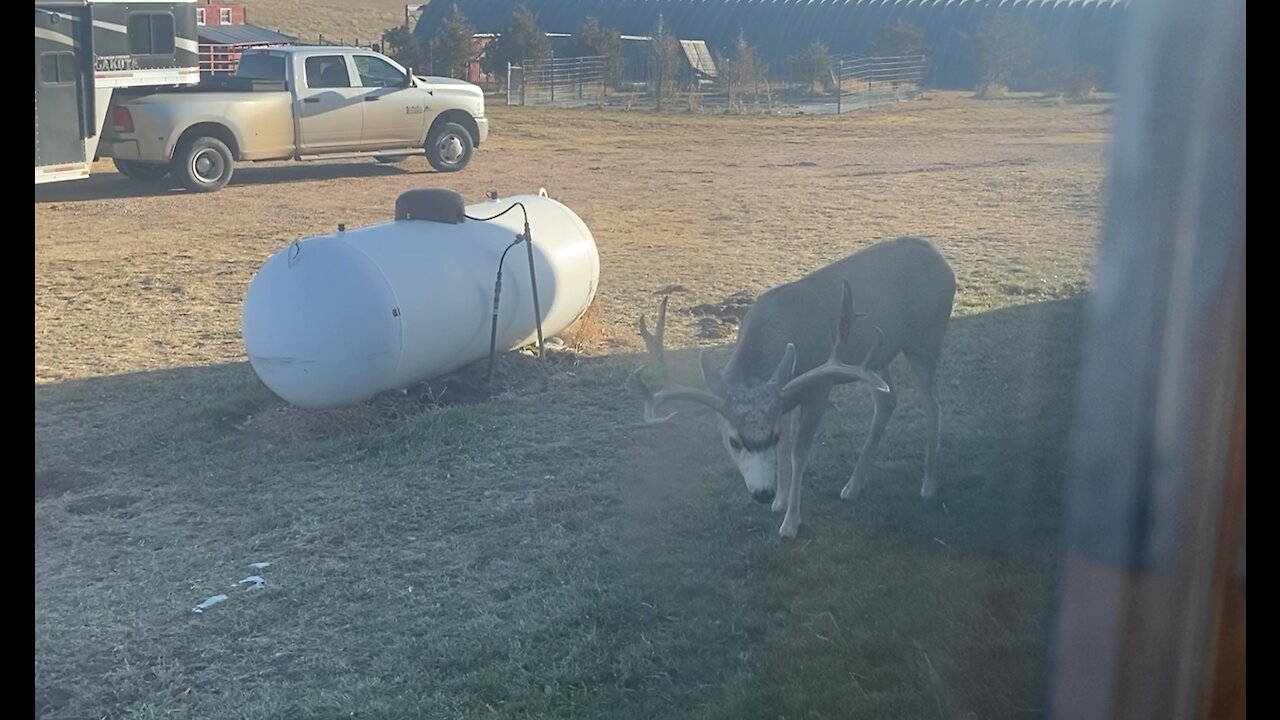 Wide Mule Deer