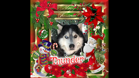 All Huskys, Snowdogs and More - Christmas 2024