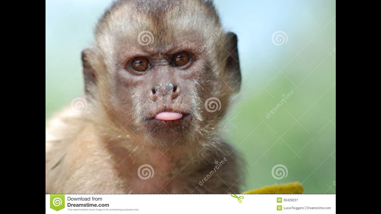 Funny monkey video
